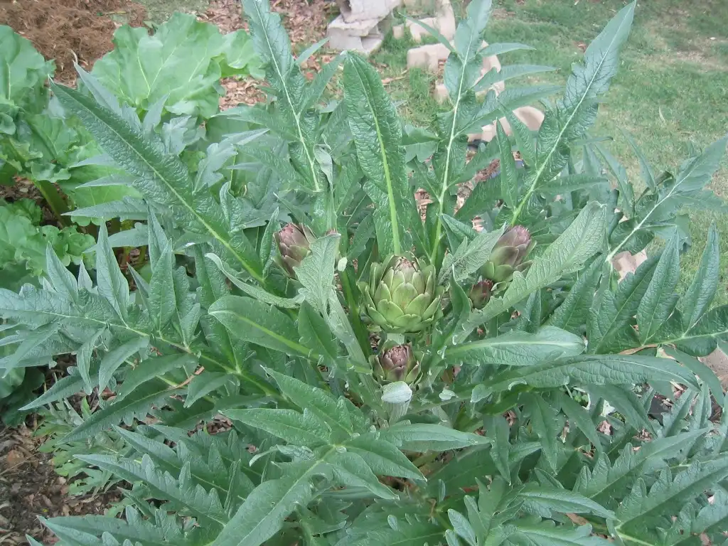 Foto de Cynara cardunculus (Scolymus Group) (Cynara cardunculus (Scolymus Group)s)