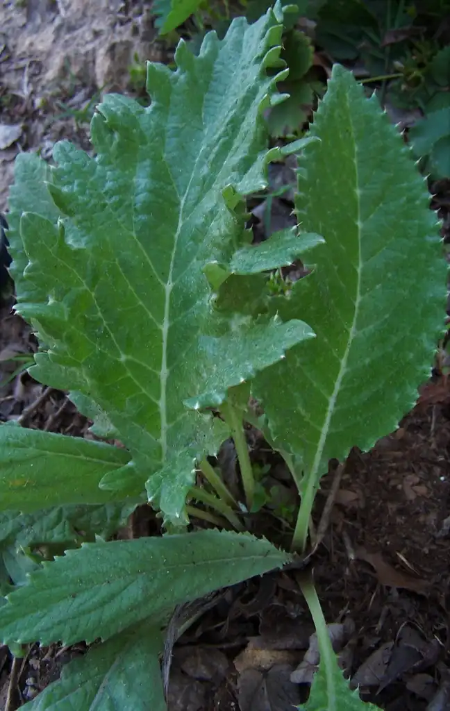 Foto de Cynara cardunculus (Scolymus Group) - Young plant (Durham, NC):Girish Bhatt
