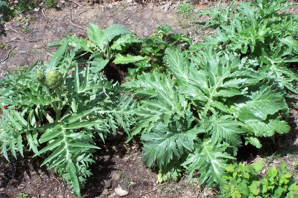 Foto de Cynara cardunculus (Scolymus Group) - Varied leaf shapes (Durham, NC):Girish Bhatt
