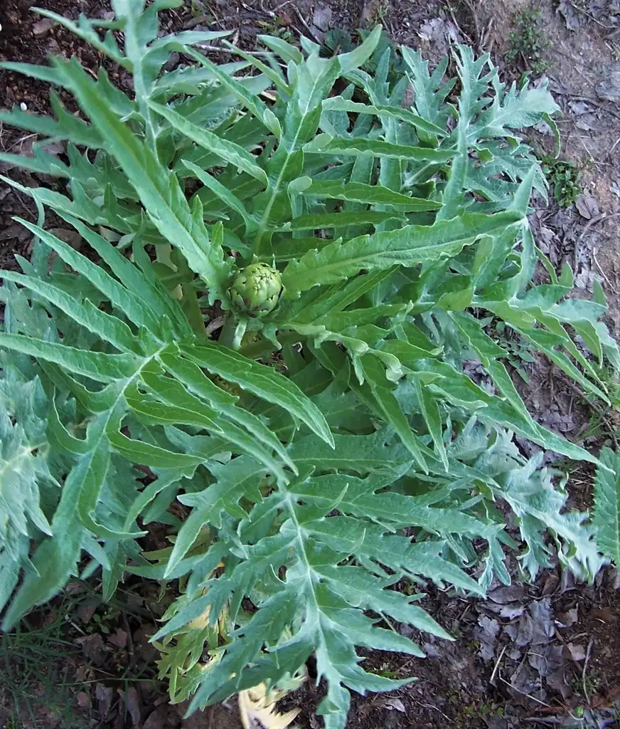 Foto de Cynara cardunculus (Scolymus Group) - Developing artichoke bud (April 10th in Durham, NC):Girish Bhatt
