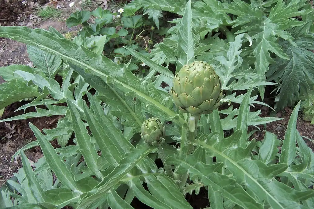 Foto de Cynara cardunculus (Scolymus Group) - Flower buds at different stages of maturity (April 24th in Durham, NC):Girish Bhatt