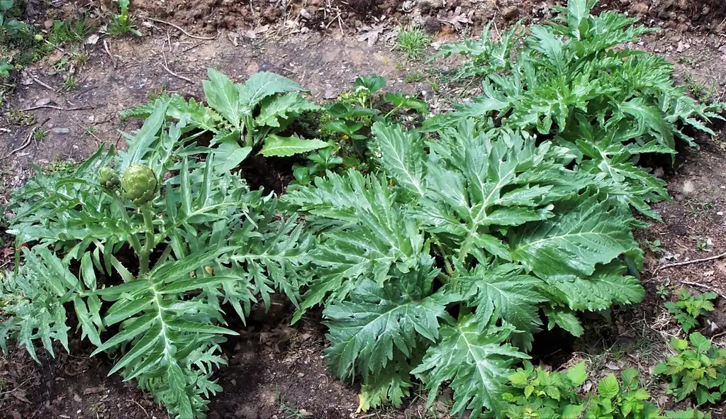 Foto de Cynara cardunculus (Scolymus Group) - Form (April 26th in Durham, NC):Girish Bhatt