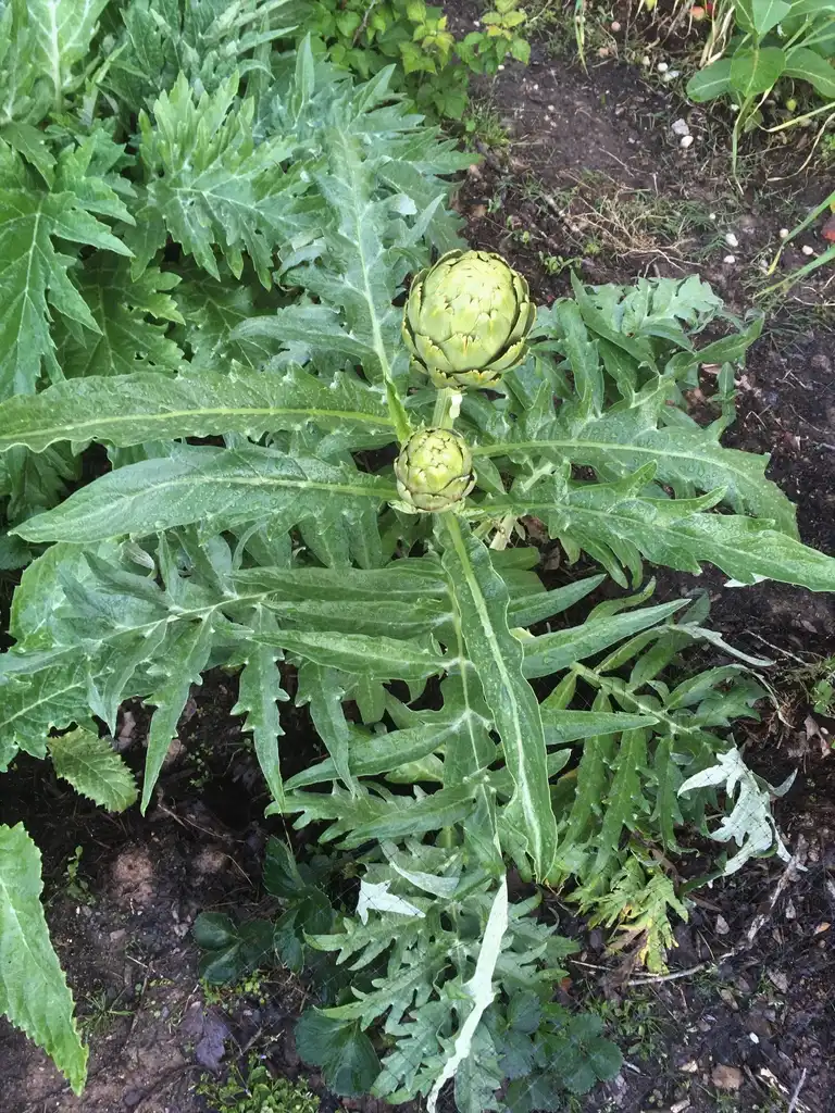 Foto de Cynara cardunculus (Scolymus Group) - Flower buds (May 1st in Durham, NC):Girish Bhatt