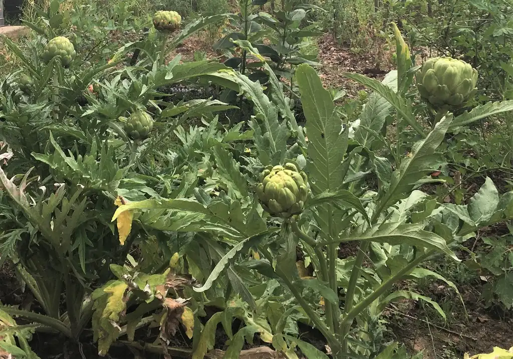 Foto de Cynara cardunculus (Scolymus Group) - Form and flower buds (June 9th in Durham, NC):Girish Bhatt