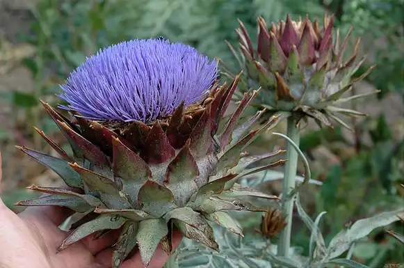 Photo of Cynara cardunculus (Cynara cardunculuss)