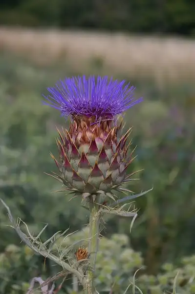 Photo of Cynara cardunculus (Cynara cardunculuss)