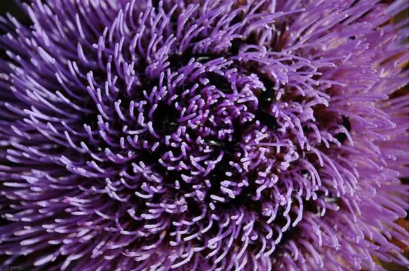 Photo of Cynara cardunculus - Close up of flower:Eran Finkle