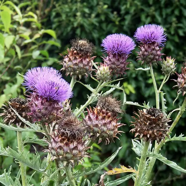 Photo of Cynara cardunculus - Flowers:John Rutter