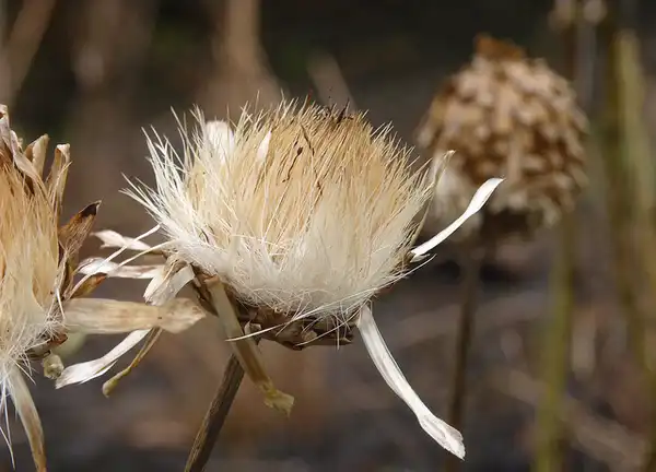 Photo of Cynara cardunculus - infrutescence:Leonieke Aalders
