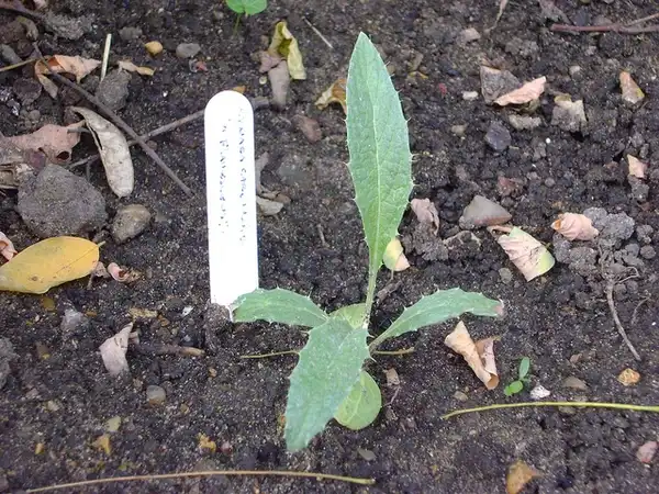 Photo of Cynara cardunculus - seedling:Thistle Garden