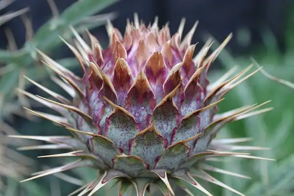 Photo of Cynara cardunculus - :Thistle Garden