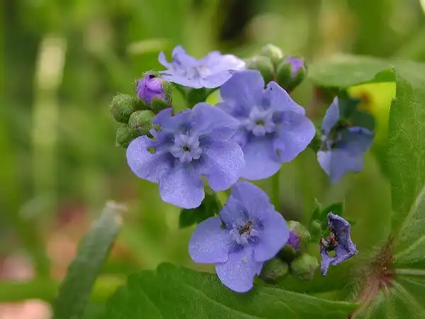 Photo of Cynoglossum amabile (Cynoglossum amabiles)