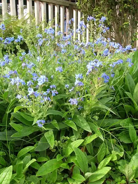 Photo of Cynoglossum amabile (Cynoglossum amabiles)