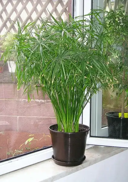 Foto de Cyperus alternifolius (Cyperus alternifoliuss)
