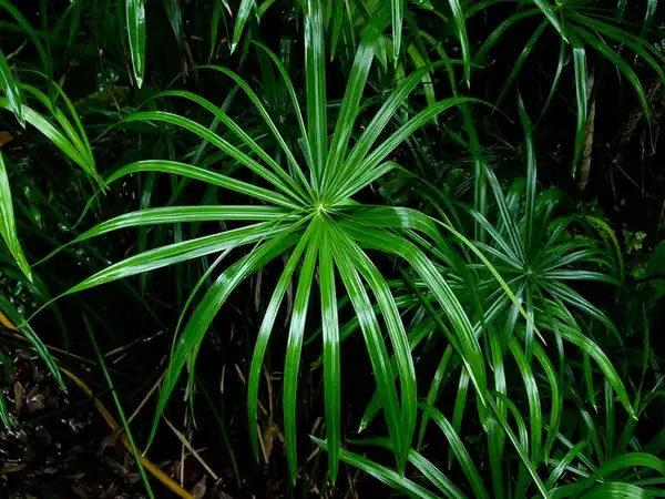 Foto de Cyperus alternifolius (Cyperus alternifoliuss)