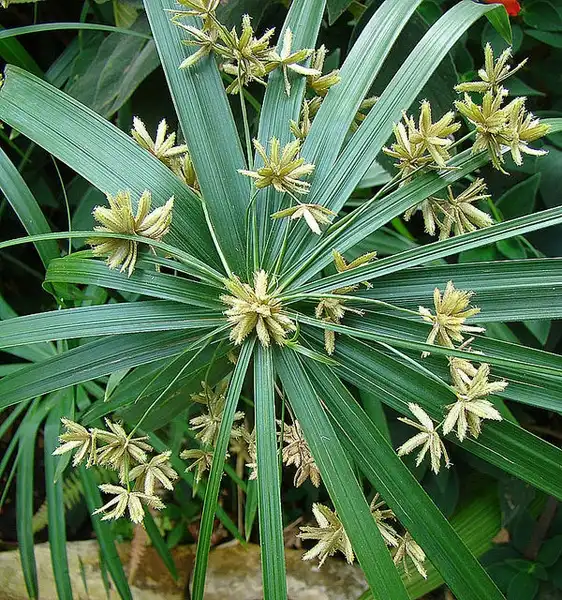 Foto de Cyperus alternifolius - Cyperus alternifolius:Dick Culbert