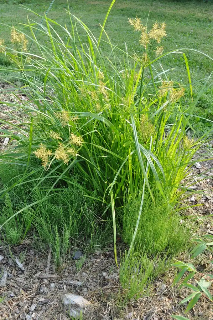Фото Cyperus esculentus (Cyperus esculentuss)