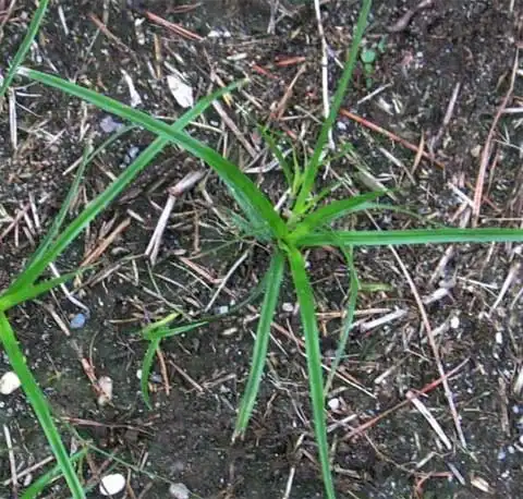 Фото Cyperus esculentus (Cyperus esculentuss)