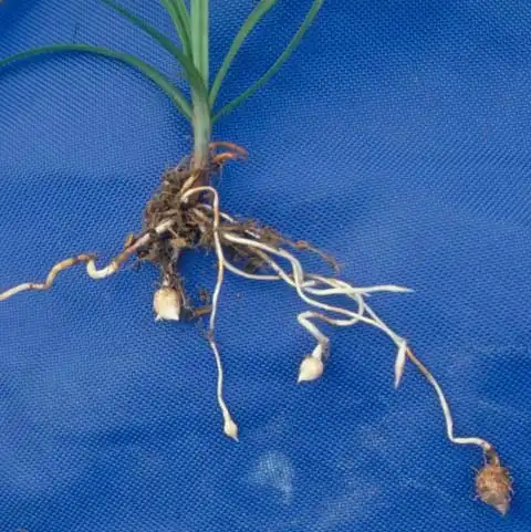 Фото Cyperus esculentus - Rhizomes and tubers:J. Neal