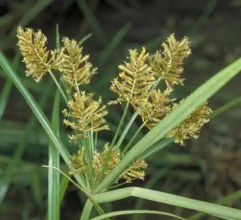 Фото Cyperus esculentus - Inflorescence:J. Deer (at Virginia Tech)