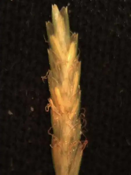Фото Cyperus esculentus - Spikelet:Alexander Krings