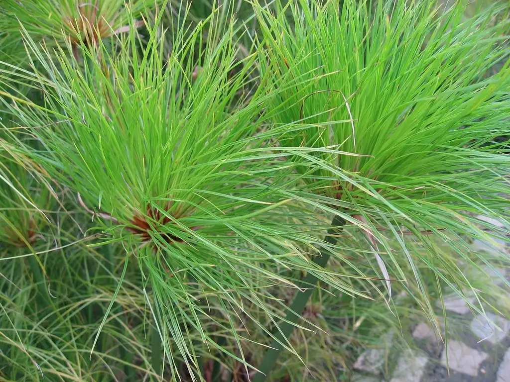 Фото Cyperus papyrus (Cyperus papyruss)