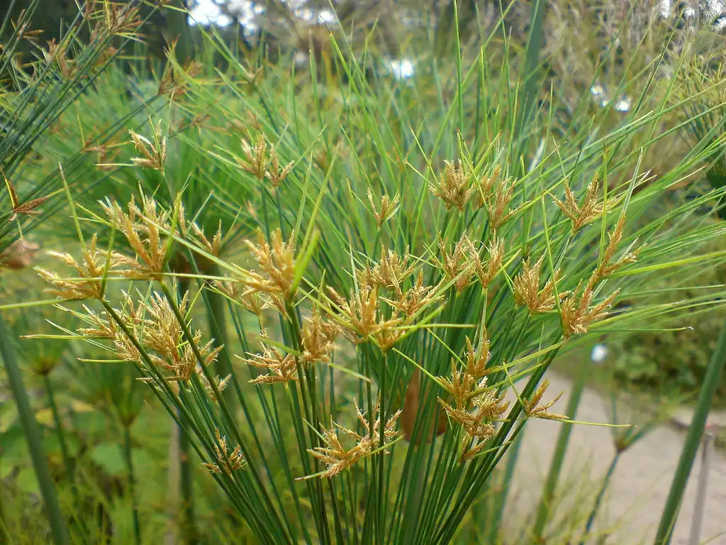 Фото Cyperus papyrus (Cyperus papyruss)