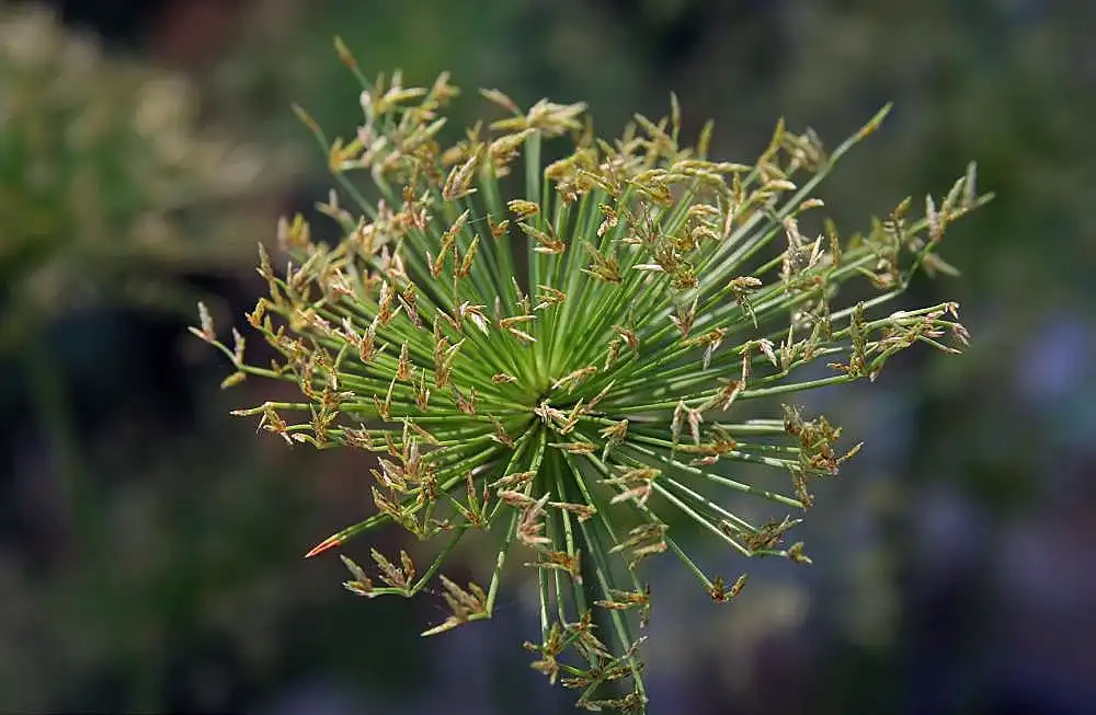 Фото Cyperus papyrus - In August:David J. Stang