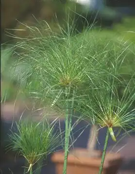 Photo of Cyperus prolifer (Cyperus prolifers)