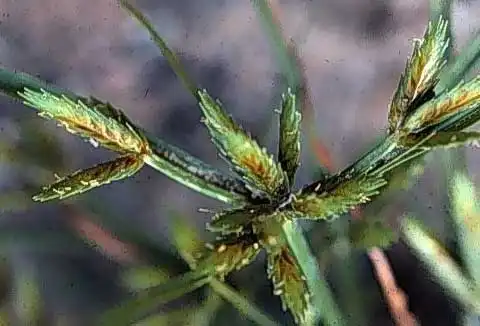 Foto de Cyperus (Cyperuss)