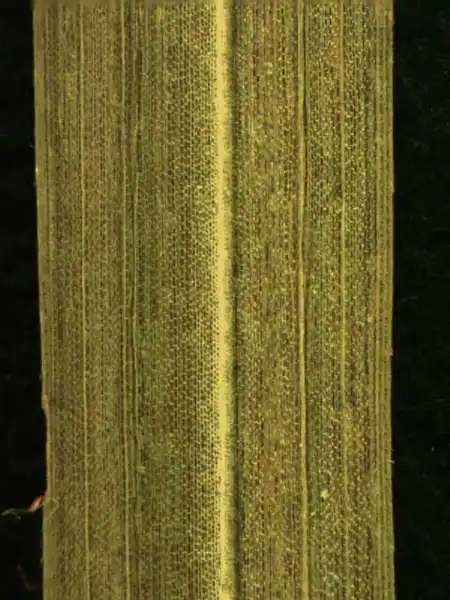 Foto de Cyperus (Cyperuss)