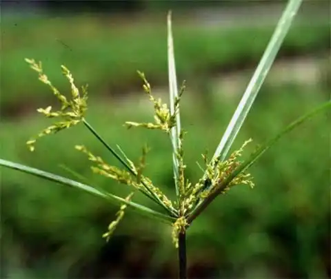 Foto de Cyperus - Cyperus iria inflorescence:J. Neal