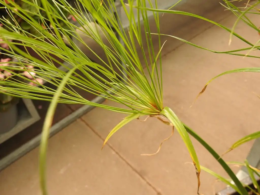 Foto de Cyperus - Terminal leaf cluster:Kathleen Moore