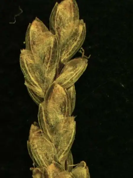 Foto de Cyperus - Cyperus iria spikelet:Alexander Krings