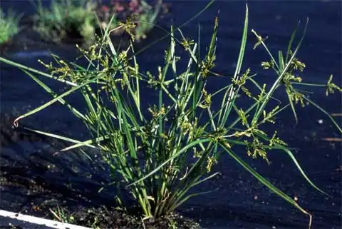 Foto de Cyperus - Cyperus iria Habit:J. Neal
