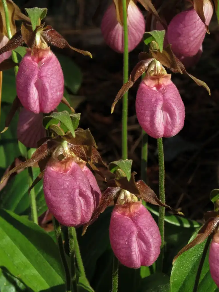 Foto de Cypripedium acaule (Cypripedium acaules)