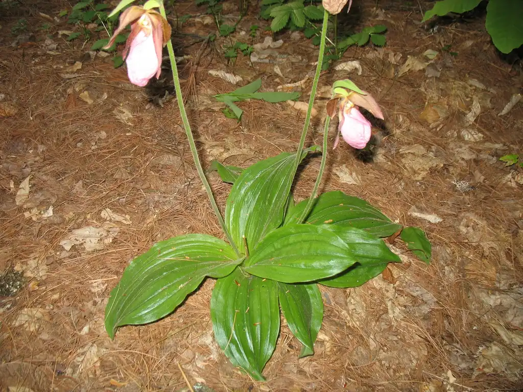 Foto de Cypripedium acaule (Cypripedium acaules)