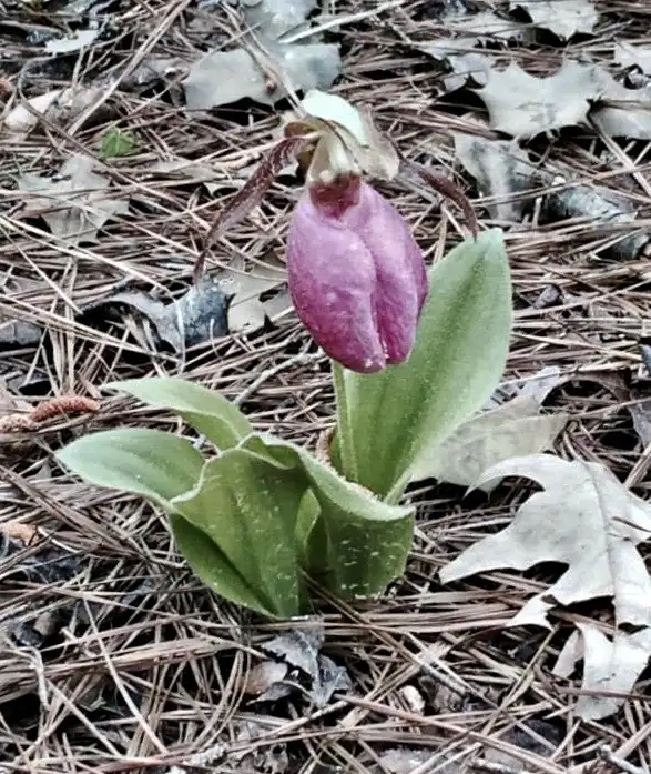 Foto de Cypripedium acaule - Full Form (Halifax County,NC):Cathy Dewitt