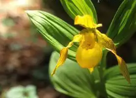 Photo of Cypripedium calceolus (Cypripedium calceoluss)