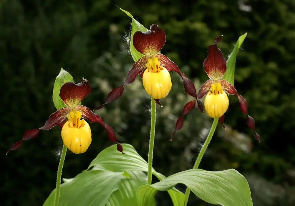 Фото Cypripedium parviflorum (Cypripedium parviflorums)