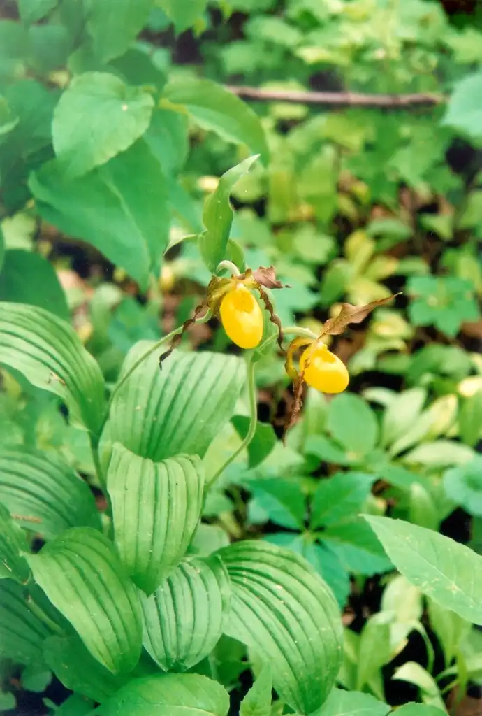 Фото Cypripedium parviflorum - Leaves:US Govt. Employee