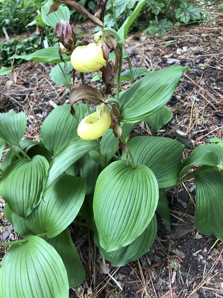 Фото Cypripedium parviflorum - 'Pubescens' Form (Wake County,NC):Cathy Dewitt