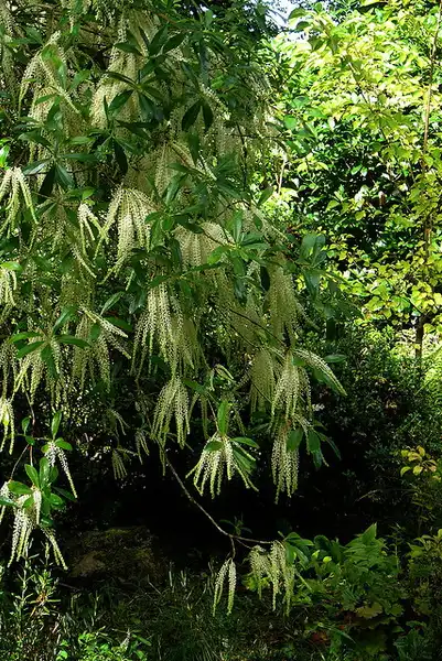 Foto de Cyrilla racemiflora (Cyrilla racemifloras)