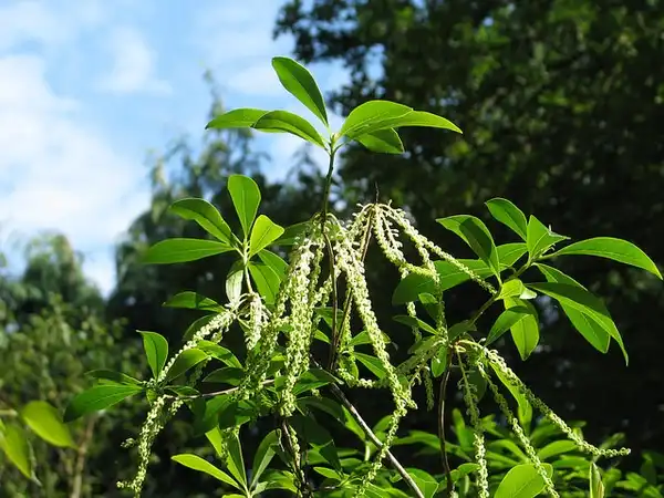 Foto de Cyrilla racemiflora (Cyrilla racemifloras)