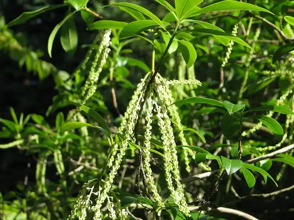 Foto de Cyrilla racemiflora - Flowers:Peganum