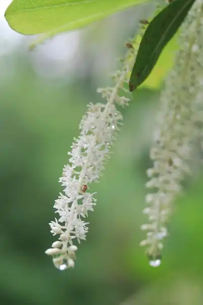 Foto de Cyrilla racemiflora - Inflorecence:Zenia