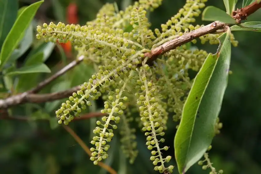 Foto de Cyrilla racemiflora - Fruiting branch:David J. Stang