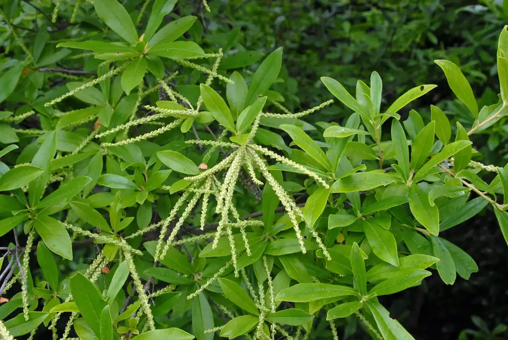 Foto de Cyrilla racemiflora - Flower and Leaves:Jim Robbins