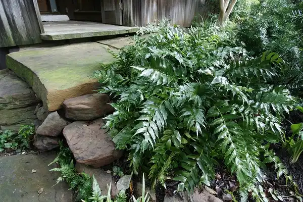 Photo of Cyrtomium falcatum (Cyrtomium falcatums)