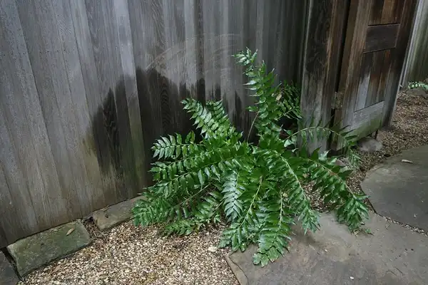 Photo of Cyrtomium falcatum (Cyrtomium falcatums)
